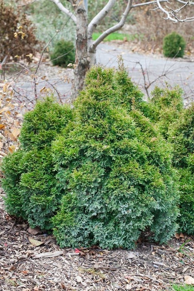 Thuja occidentalis 'Miky', Lebensbaum, kompakt, 20–25 cm