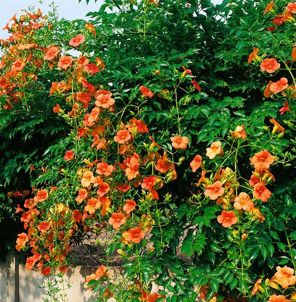 Campsis radicans 'Grandiflora', Trompetenblume, orange, 40–60 cm