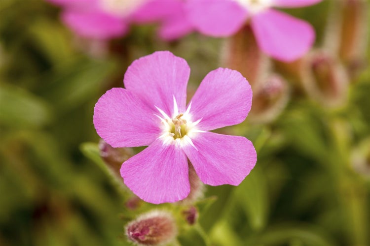 Nahaufnahme einer rosafarbenen Kronenlichtnelke