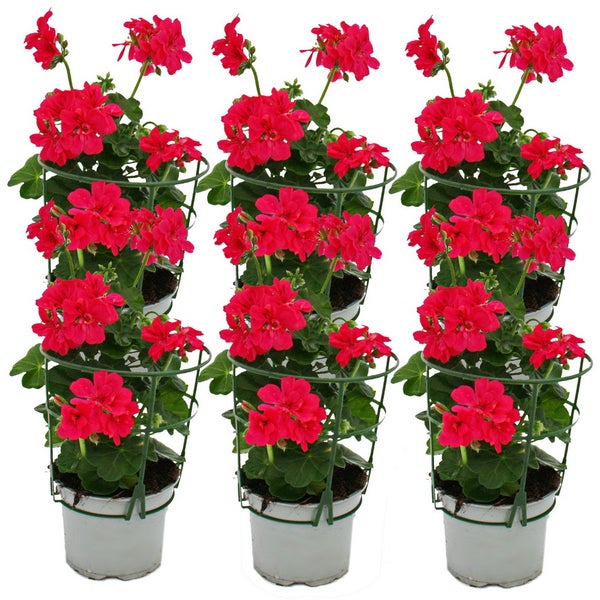 Geranien hängend - Pelargonium peltatum - 12cm Topf - Set mit 6 Pflanzen - pink