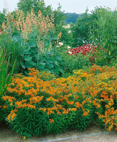Asclepias tuberosa, Schmetterlingsblume, orange, ca. 9x9 cm Topf