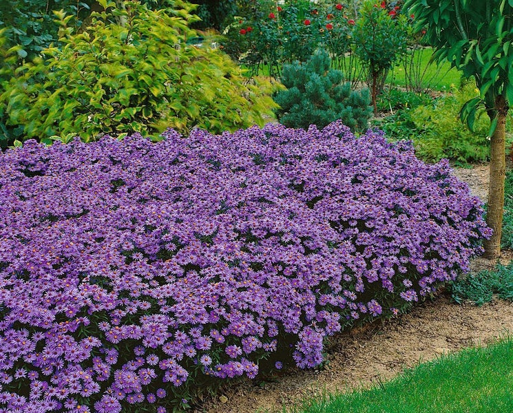 Aster dumosus 'Blue Lapis', Kissen-Aster, blau, 2 Liter Container