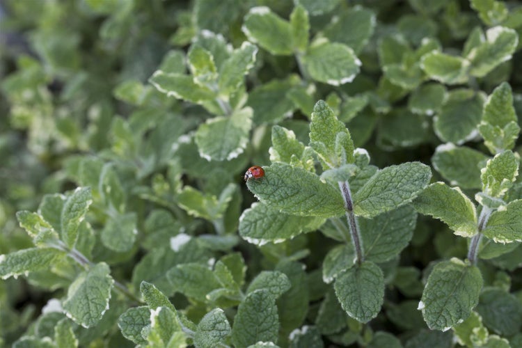 Mentha suaveolens 'Variegata', Ananasminze, buntlaubig, ca. 9x9 cm Topf