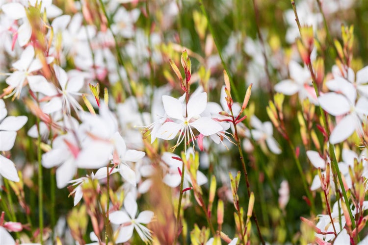Gaura lindheimerii, Prachtkerze, weiß, ca. 11x11 cm Topf