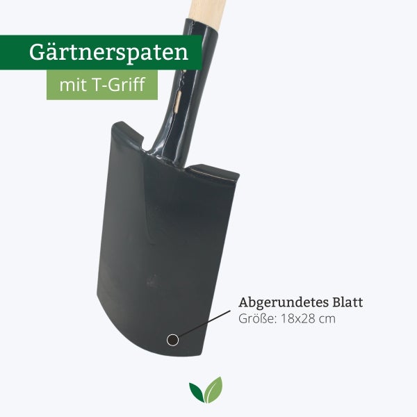 Gärtnerspaten mit Holzstiel und T-Griff, abgerundetes Spatenblatt mit einer Größe von 18 mal 28 Zentimeter.