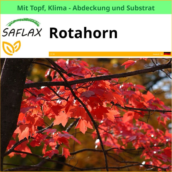 Fächerahorn im Topf mit Klimaabdeckung und Substrat