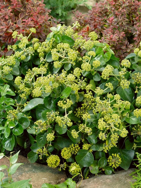 Hedera helix 'Hibernica', Irischer Efeu, 40–60 cm
