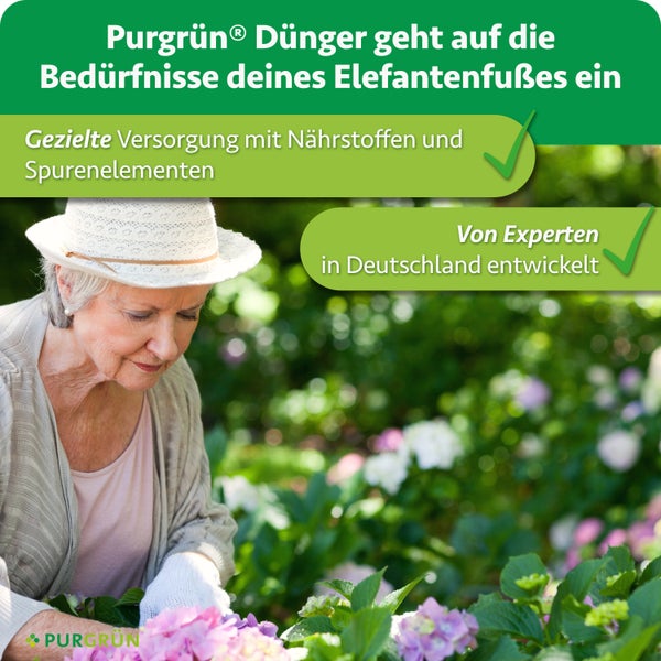 Eine Frau mit Hut pflegt Pflanzen im Garten, Text werben für Purgrün Dünger für Elefantenfuß.