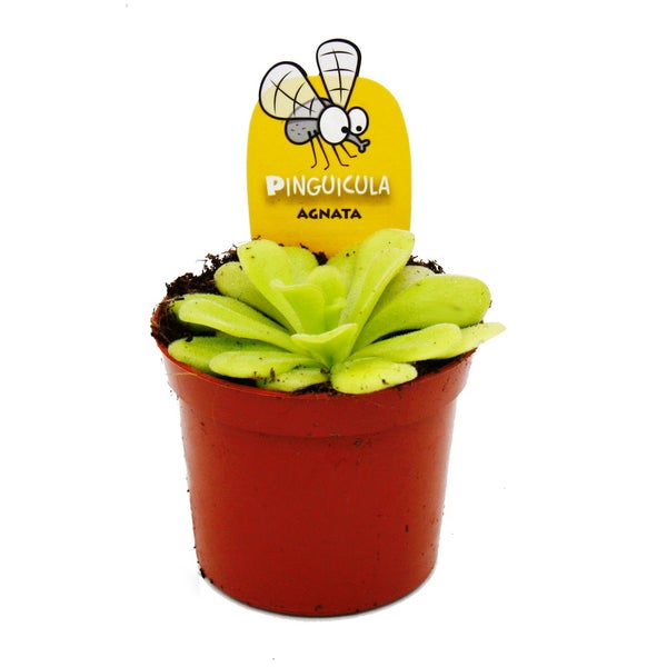 Fleischfressende Pflanze - Fettkraut - Pinguicula agnata - 9cm Topf