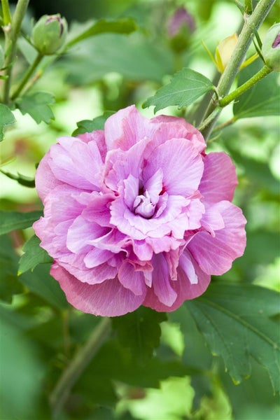 Hibiscus syriacus 'Duc de Brabant', Gartenhibiskus, purpurrot, 40–60 cm