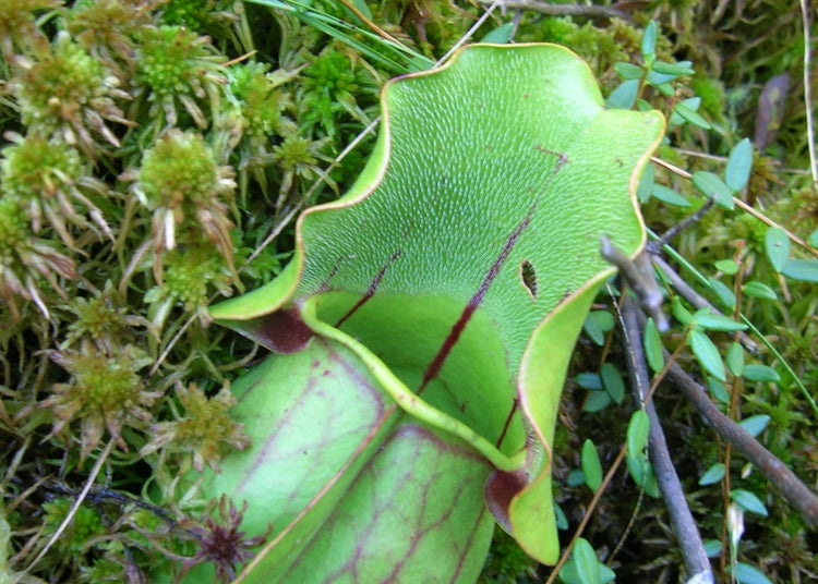 SAFLAX Garden to go - Schlauch- / Kannenpflanze - Sarracenia flava / S. purpurea - Mix - 10 Samen - Mit Topf, Klima - Deckel und Anzuchtsubstrat