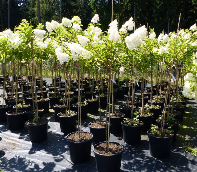 Rispenhortensie Hydrangea paniculata als Hochstamm mit weißen Blüten in schwarzen Pflanztöpfen im Außenbereich.
