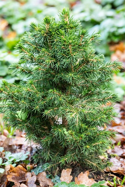 Kleine Fichte im Gartenbeet