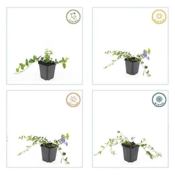 Kleinblättriges Immergrün Vinca minor im Topf, Abbildung der Pflanze in den Jahreszeiten Frühling, Sommer, Herbst und Winter.