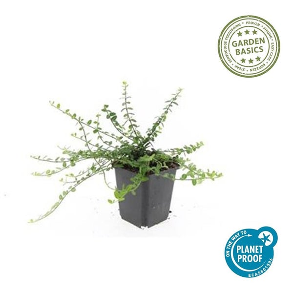 Kleine grüne Pflanze in einem schwarzen Kunststofftopf mit Garden Basics Logo für einfache Pflege und Planet Proof Zertifizierung.