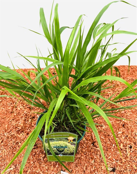 Hakonechloa macra, Japanisches Waldgras, ca. 2 Liter Container