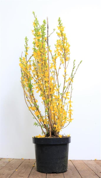 Forsythia 'Lynwood', Goldglöckchen, leuchtend gelb, 60–80 cm