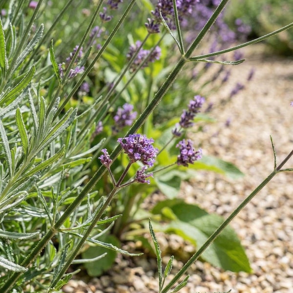 Blühende Lavendelpflanze im Garten mit lila Blüten und schmalen grünen Blättern auf einem Kiesweg.