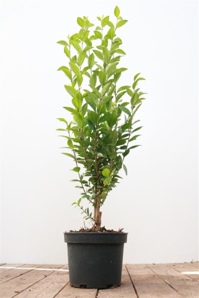 Lorbeerbaum im Topf
