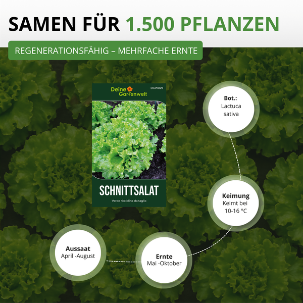 Infografik für Schnittsalat Samen für circa 1500 Pflanzen. Details zu Aussaat, Keimung bei 10 bis 16 Grad und Ernte. Deine Gartenwelt Logo.