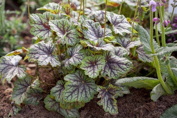 Heuchera americana 'Green Spice', Purpurglöckchen, grün-silber, ca. 11x11 cm Topf
