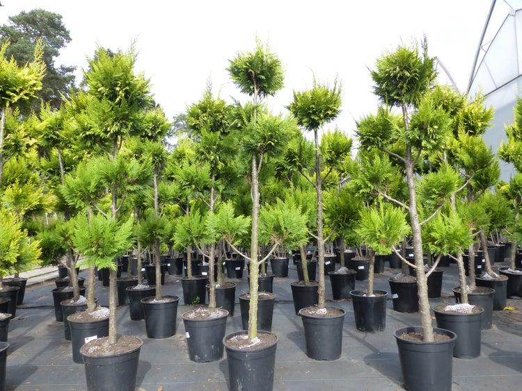 Eine Gruppe von in Kunststofftöpfen kultivierten Thuja Formgehölzen mit mehrstufigem Kronenaufbau in einer Baumschule.