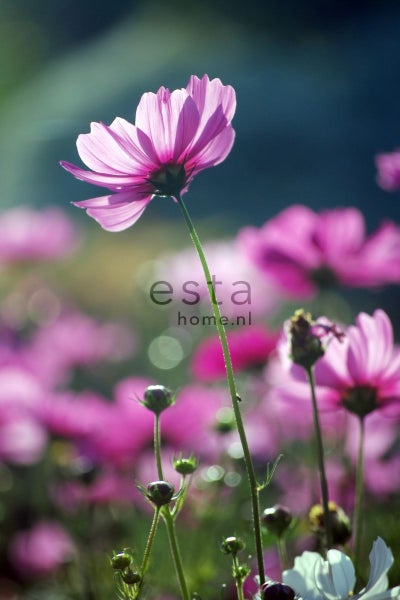 ESTAhome Fototapete Feldblumen Rosa - 186 cm x 279 m - 158005