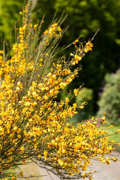 Cytisus scoparius 'Jessica', Besenginster, gelb-rot, 30–40 cm