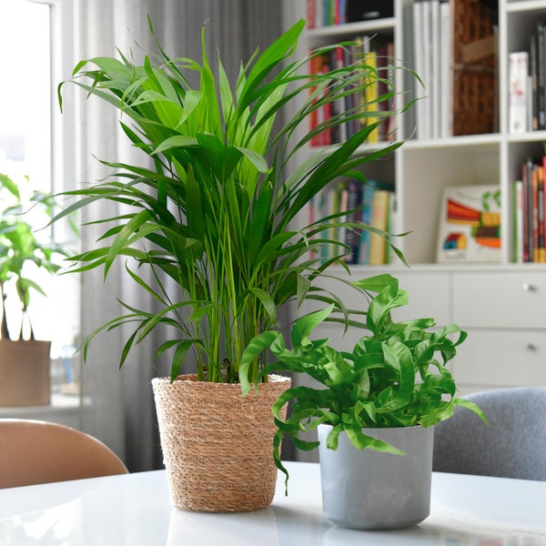 Nestfarn, Areca-Palme, Glückskastanie & Rutenkaktus – 4er Box Zimmerpflanzen Katzenliebe - Tierfreundliches Set - Höhe 15-70 cm - Töpfe 10,5-17 cm - mit Übertöpfen