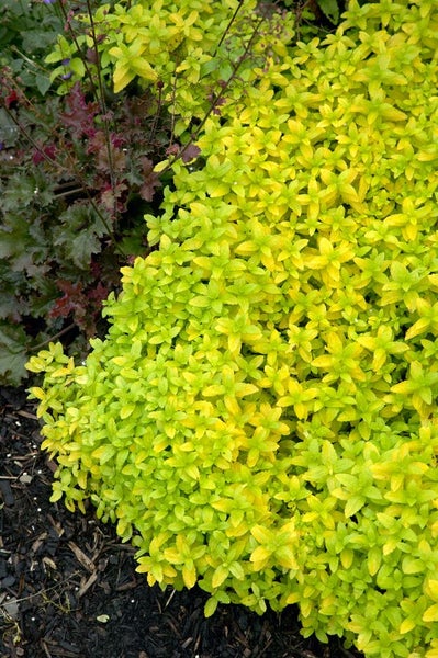 Gold-Spierenstrauch im Gartenbeet