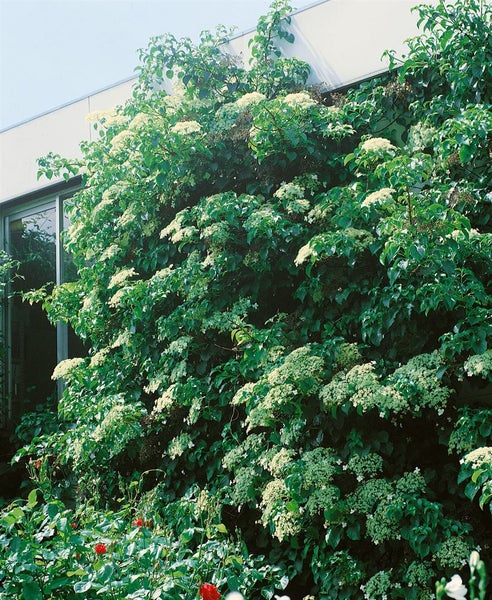 Kletterhortensie an einer Gebäudewand