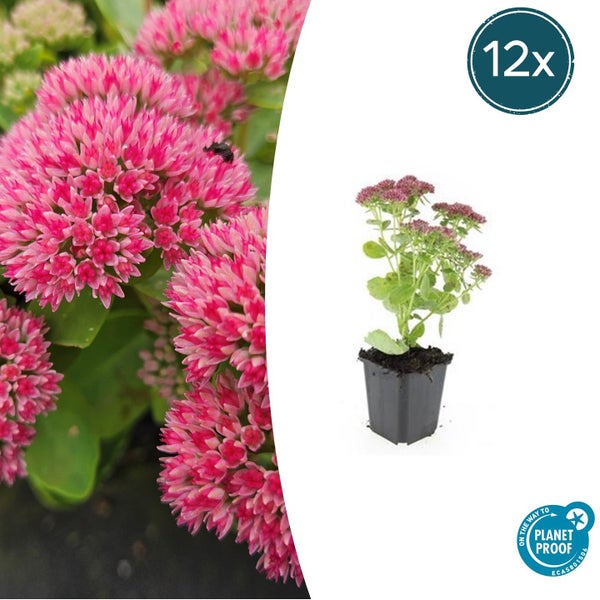 Fette Henne - Sedum telephium 'Herbstfreude' - pflegeleichte Staude - 9cm Topf - Set mit 12 Pflanzen