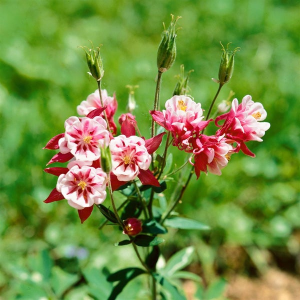 Aquilegia vulgaris 'Winky Rot-Weiß', Akelei, zweifarbig, ca. 9x9 cm Topf