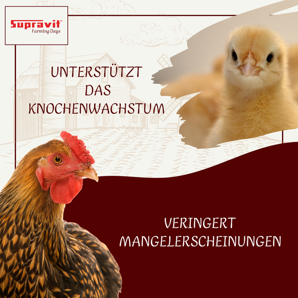 Produktbild mit einer Henne und einem Küken für das Supravit Farming Days Produkt, das das Knochenwachstum unterstützt und Mangelerscheinungen verringert.