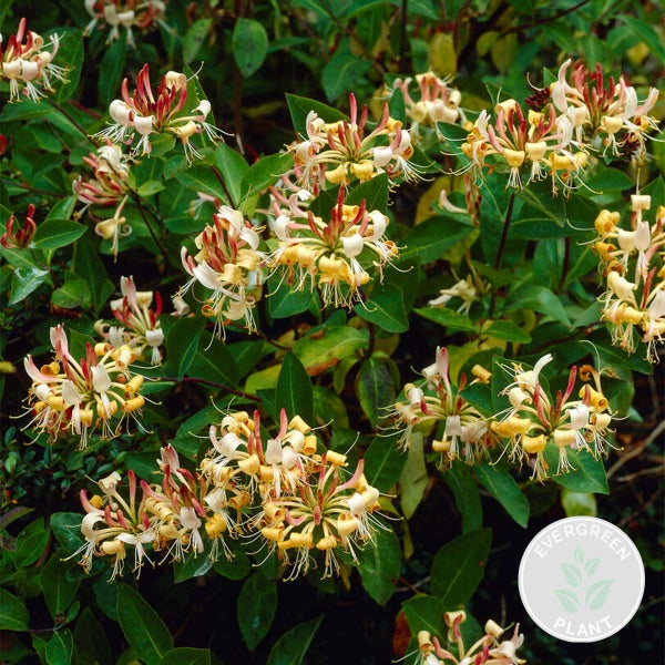 Lonicera Henryi – Geißblatt – Schlingpflanze – Immergrün – ⌀15 cm – ↕60-70 cm