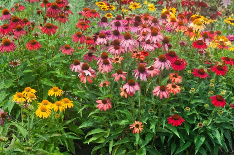 Blühende Echinacea Pflanzen im Gartenbeet