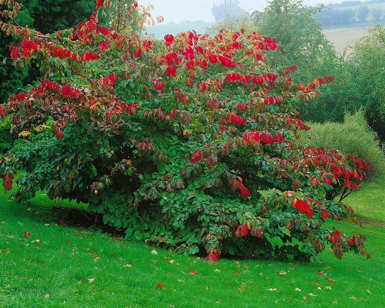 Parrotia persica, Eisenholzbaum, 40–60 cm, leuchtend rote Herbstfärbung