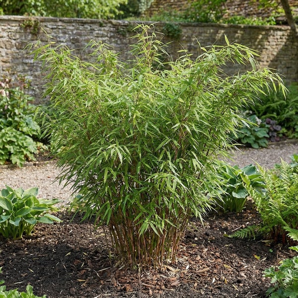 Immergrüne Bambuspflanze mit dichten, schmalen grünen Blättern und dünnen Halmen, gepflanzt in einem Gartenbeet mit Mulch vor einer Steinmauer.