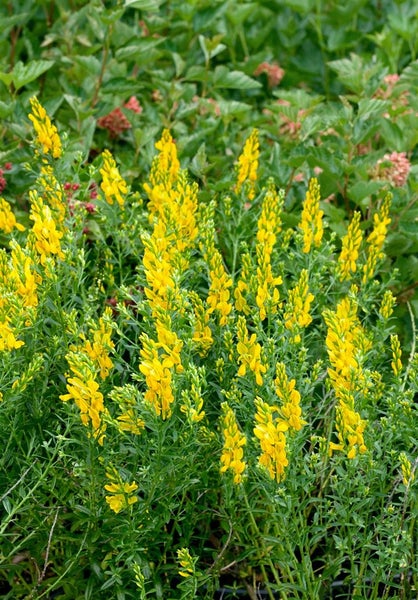 Genista tinctoria 'Royal Gold', Färber-Ginster, goldgelb, 40–60 cm