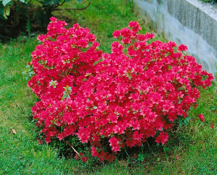 Rhododendron obtusum 'Hino-crimson', leuchtend rot, 20–25 cm