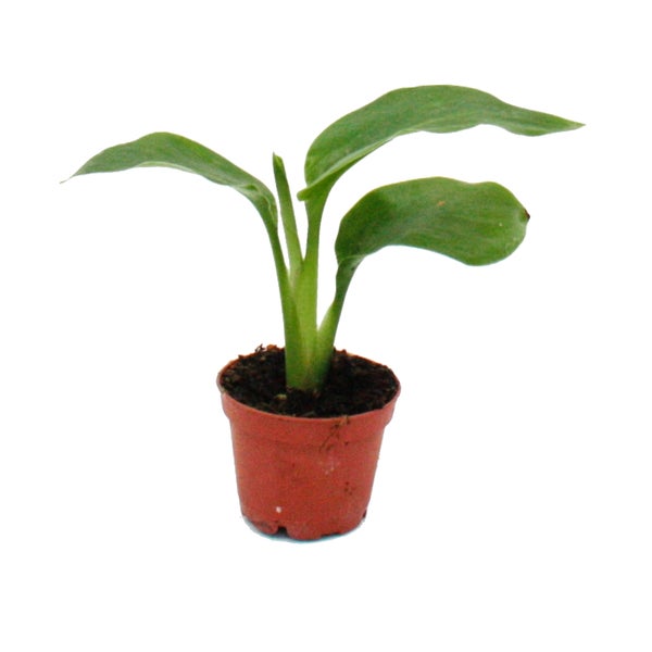 Exotenherz Mini-Pflanze Dracaena Compacta - Kleiner Drachenbaum Im 5,5cm  Topf, Ideal Fr Schalen & Glser