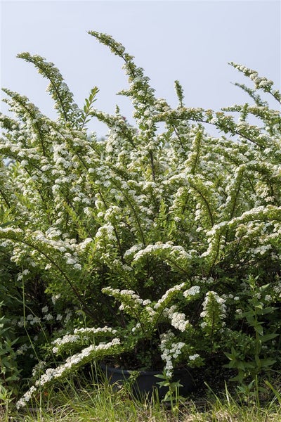 Spiraea nipponica 'Snowmound', Japanische Spiere, weiß, 60–80 cm
