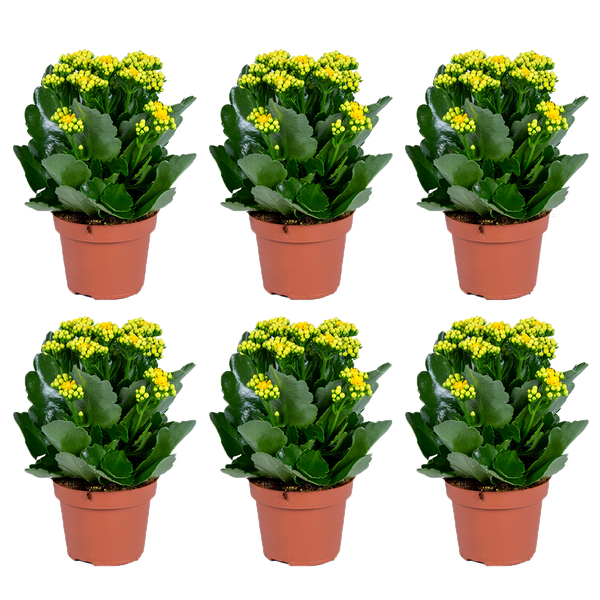 Garten mit Silberblattpflanze und lila Blüten