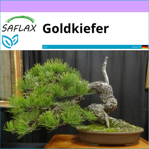 SAFLAX  - Goldkiefer - Pinus ponderosa - 20 Samen