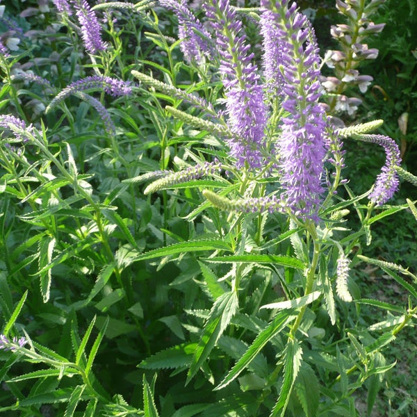 Ehrenpreis Pflanze mit violetten Blüten im Garten