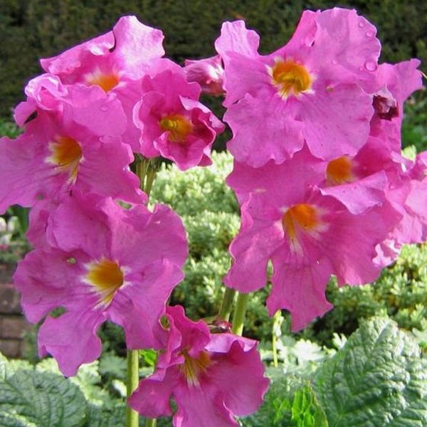 Nahaufnahme von rosafarbenen Aurikeln mit gelben Zentren