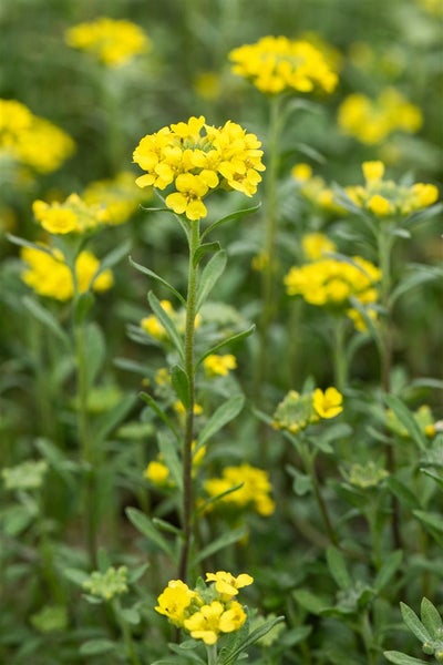 Alyssum montanum 'Berggold', Steinkraut, goldgelb, ca. 9x9 cm Topf