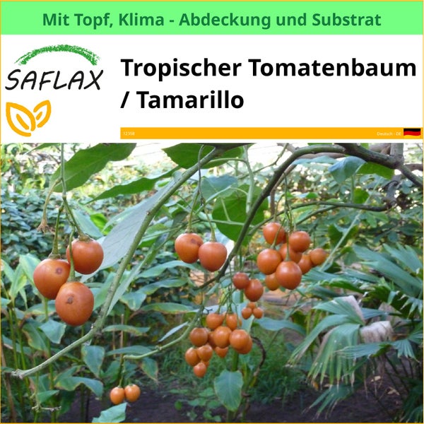 Tropischer Tomatenbaum oder Tamarillo mit Topf, Klimaabdeckung und Substrat