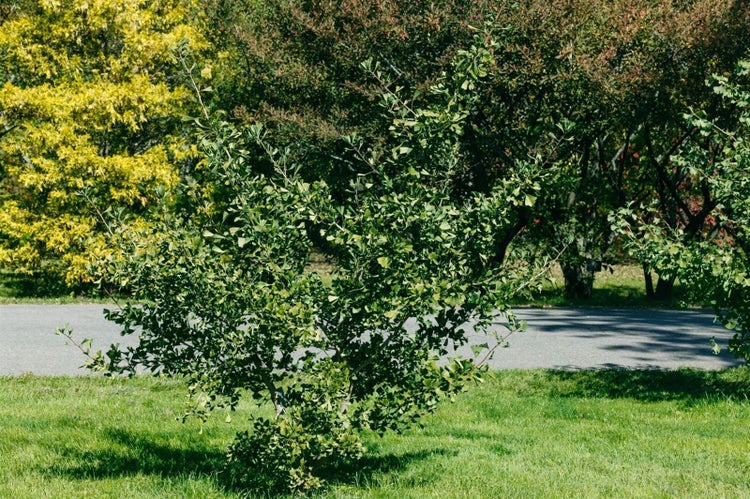 Ginkgobaum im Garten