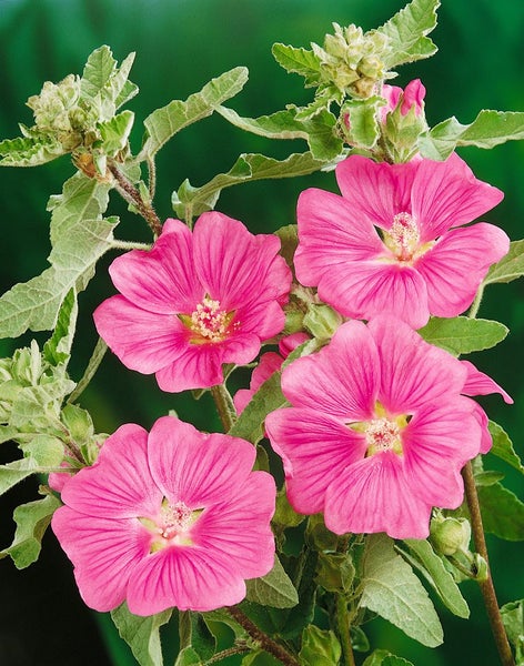 Lavatera x olbia 'Bredon Springs', Strauchmalve, rosa, ca. 11x11 cm Topf